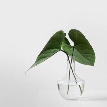 Minimalismo: tudo o que você precisa saber sobre esse estilo de vida
